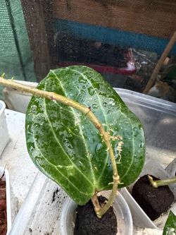 Hoya Sarawak
