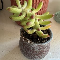 Cute 3 “ Pot With Succulent