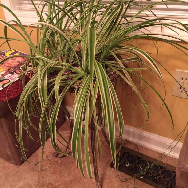 PLANT AND UNIQUE STAND