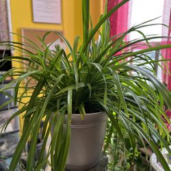 Spider Plant Cuttings (rooted)