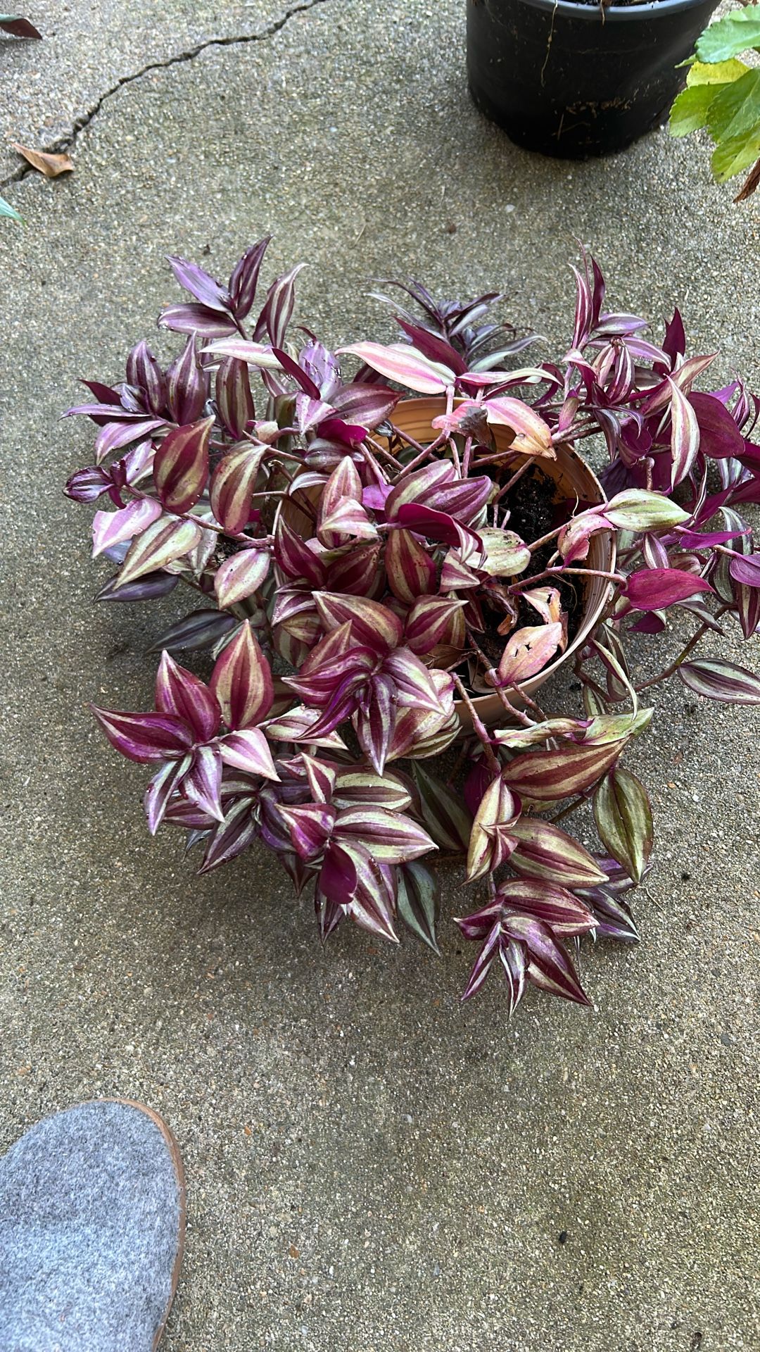 Plants 