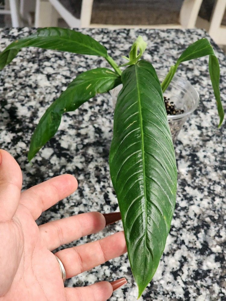  Philodendron campii 'Lynette' [Long Leaf]