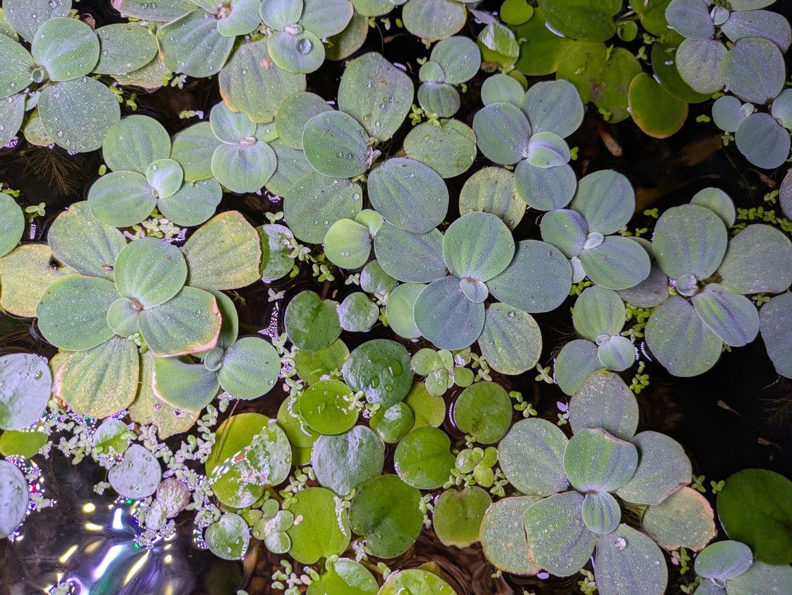 Aquarium Plants $5