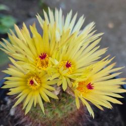 Cactus