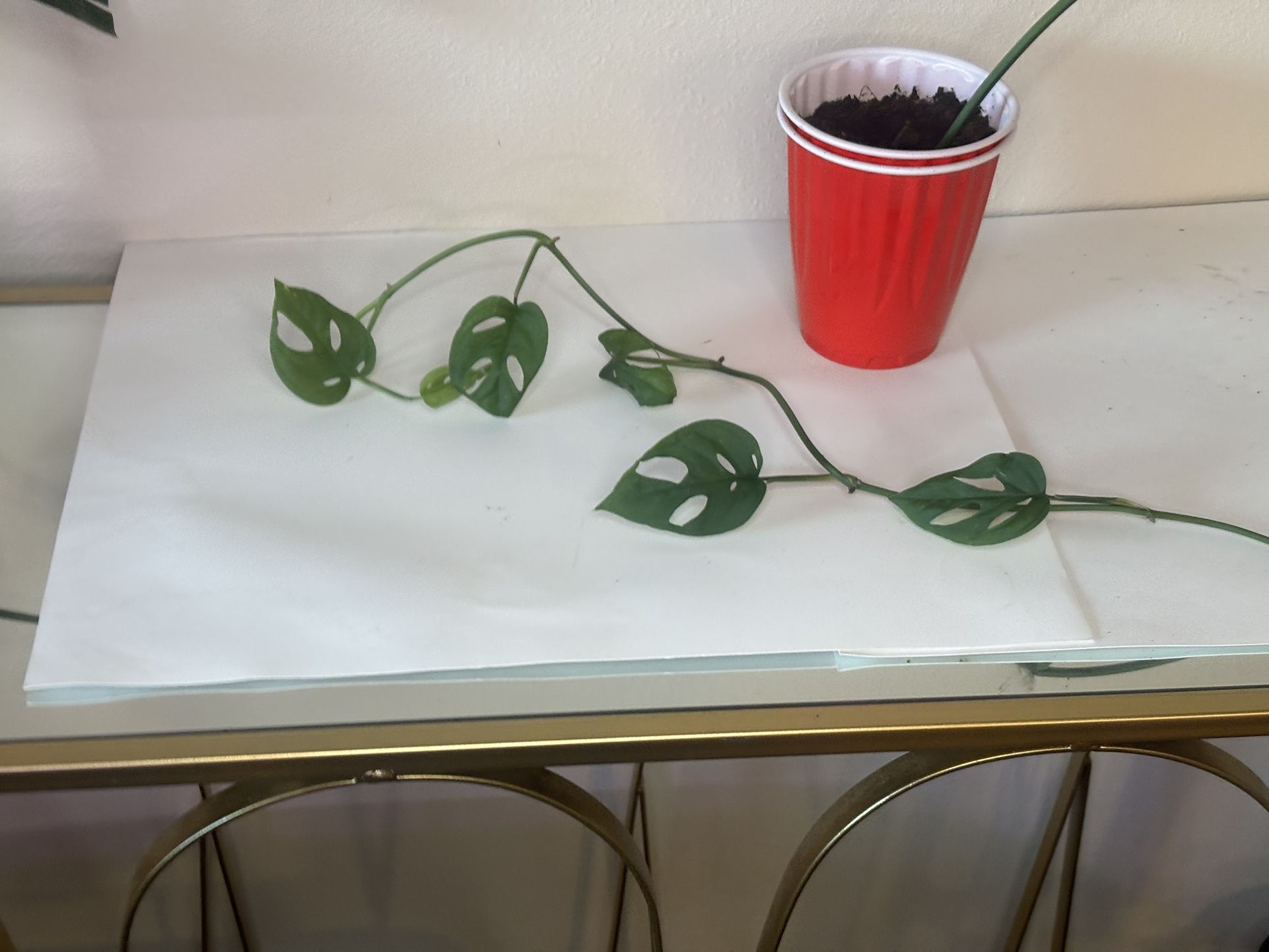 Monstera Adansonii
