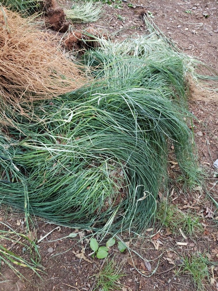 Pompo Grass