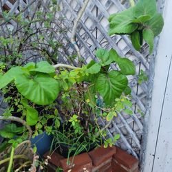 SNAKE PLANT WITH BONUS PURPLE-FLOWERED TREE.