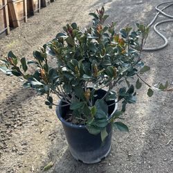 Rhaphiolepis pink Lady Bush