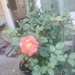 Multicoloured Rosé Plants (2plants)