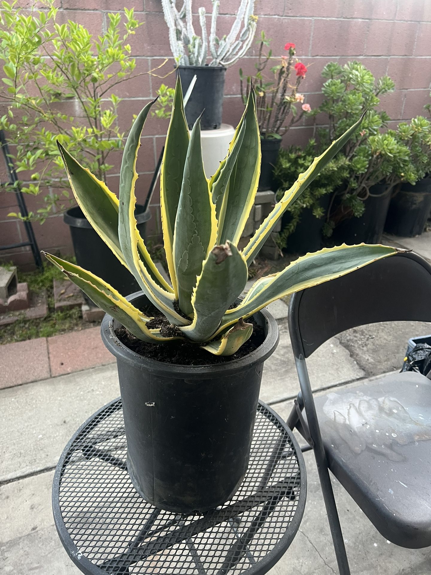 AGAVE POTTED PLANT