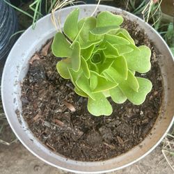 Planta