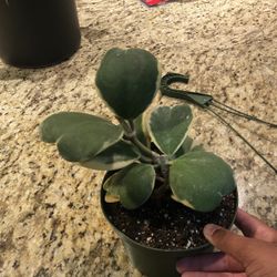 Kerrii Hoya