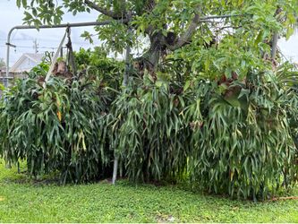 Massive Mature Staghorn Fern Collection – Collector Quality