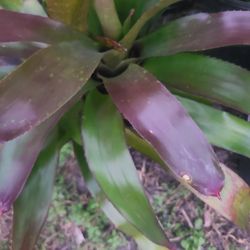 BROMELIAD PLANTS FOR SALE