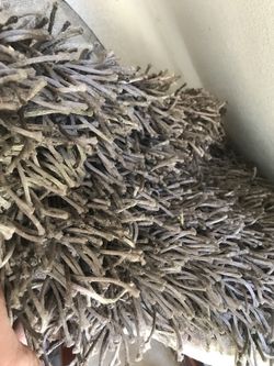 Shag Rag Brown 8 by 10