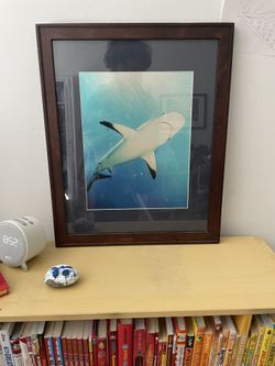 Framed Pictures Of A Shark On UMetallic Paper