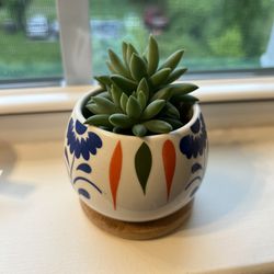 Window Succulents With Pot