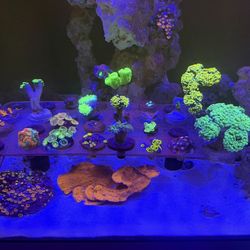 Corals plastic fake for sale! Cheap corals hammers, torches, zoas, montipora, frogspawn, frag racks