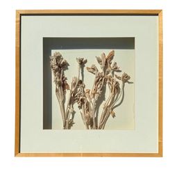 💐 Dried Botanical Shadow Box Wall Art 24x24