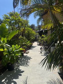 Plumerias’s
