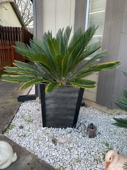 Sago Palm 