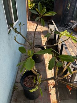 plumeria plants