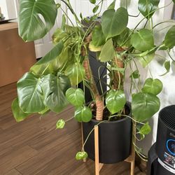 Monstera deliciosa Plant 