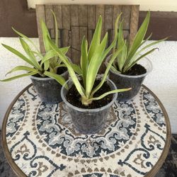 Aloe Plant 