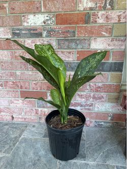 Dieffenbachia plant