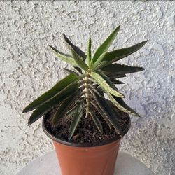 6 Inch Pot Succulent Plant - Mother Of Thousands / Millions - Kalanchoe Daigremontiana - Established Plant - Drought Resistant - 🪴 