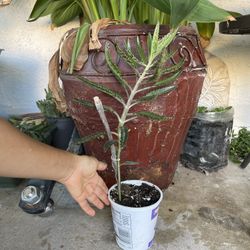 Kalanchoe Plant (madre De Miles Plantas )