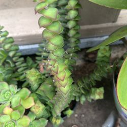 Plant