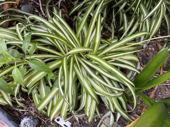 Spider Plant