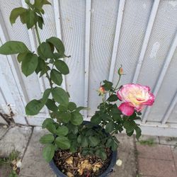 Rose Bush Plant , In 5 Gallons Pot Pick Up Only