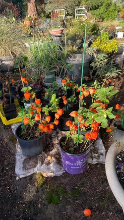 Chinese lanterns