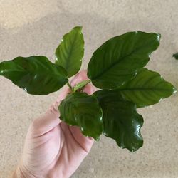 Anubias Barteri 