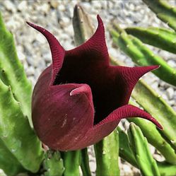 Stapelia Black Bells