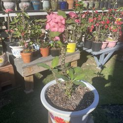 Corona De Cristo