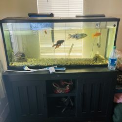 Fish + Fish tank + Stand 