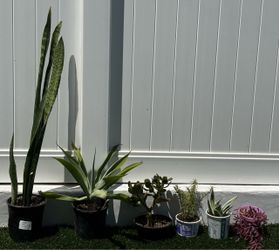 lot of 6 plants - snake agave jade string of rubies succulents + rosemary