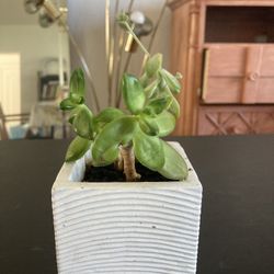 Succulent W/ Planter 