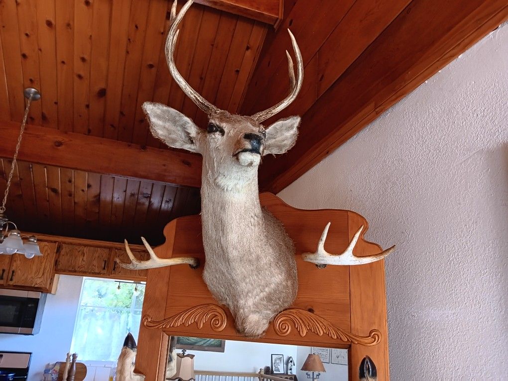 Cabin Style,Vintage Halltree With Stuffed Deer Head. 