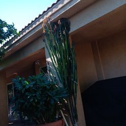 Cactus 