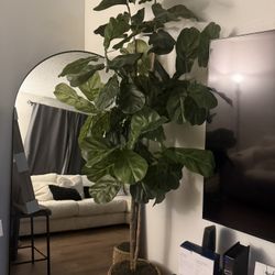 Decorate Plant