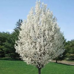 Pear Flower Tree