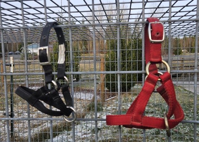2 Llama Halters- Sizes L & XL