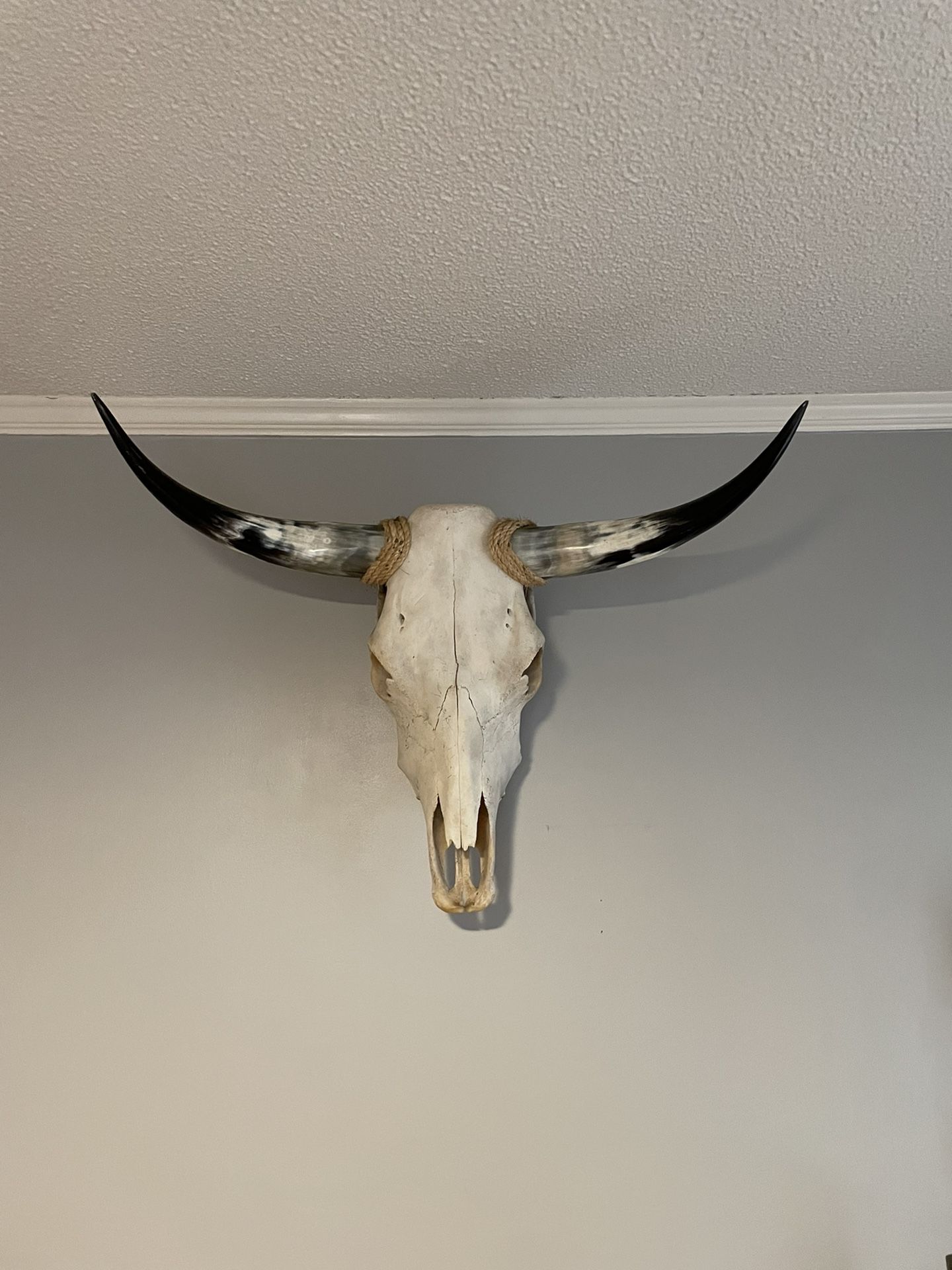 Vintage Cow Skull And Horns