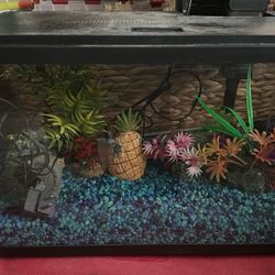 Pecera 20” Ancho C 13 Alto