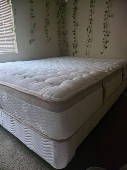 Organic Cotton Pillow Top Mattress with Box Spring