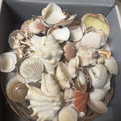 Box Of Seashells